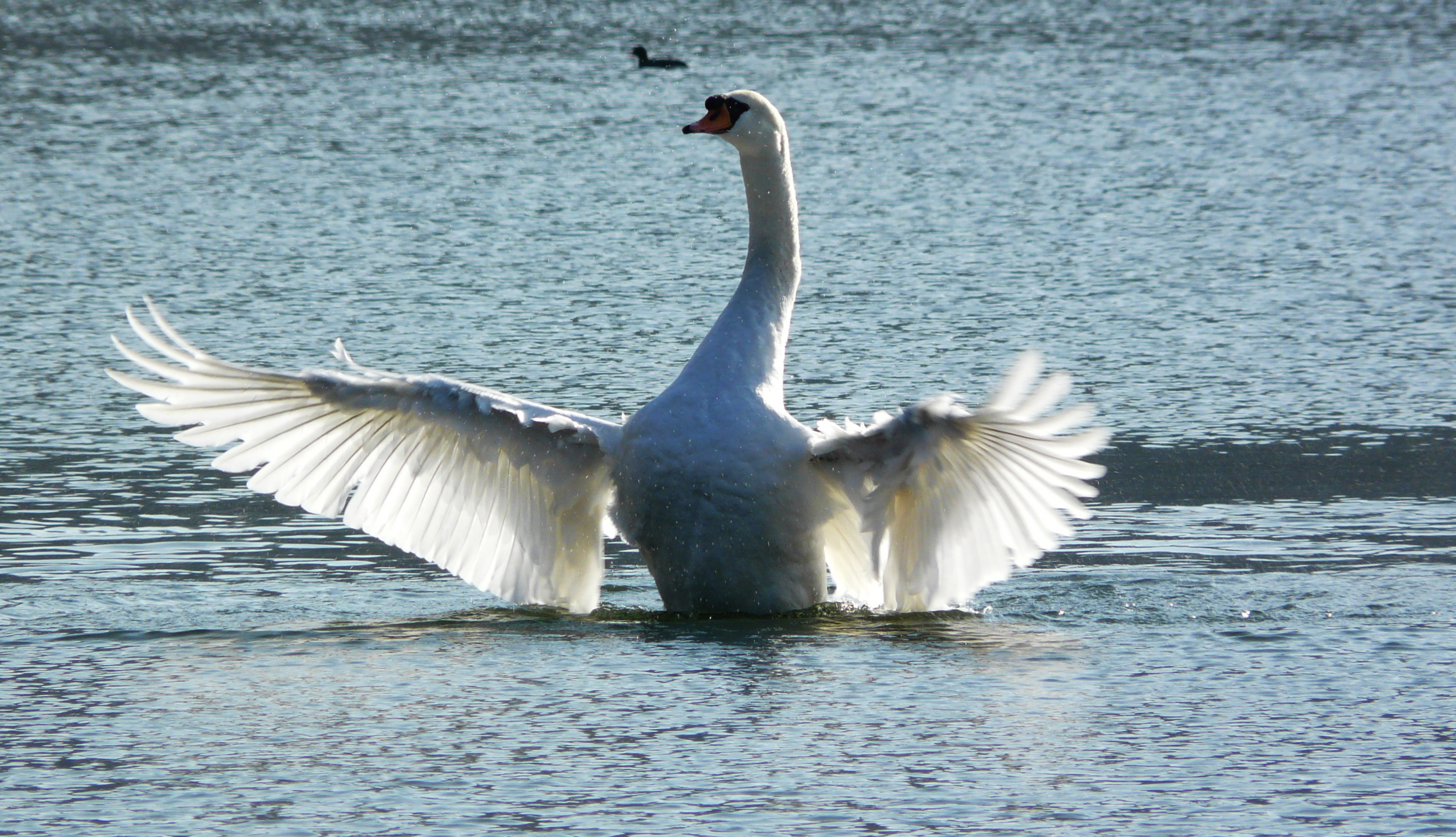 für Schwanensee bin ich bereit