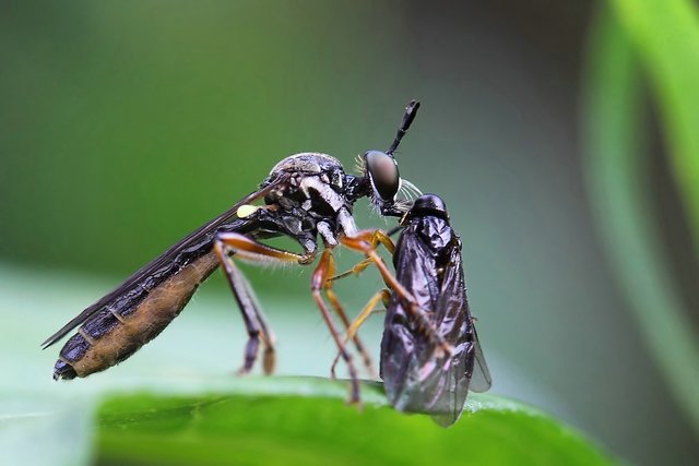 Alien vs. Darth-Vader