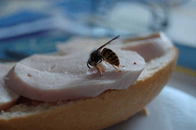 "Nein, ich mag nicht nur Honig, sondern auch Fleischwurst!"