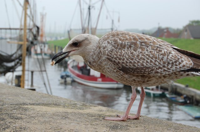 "Die Brot.und Kekskrümmel im Hafen gehören mir!!"