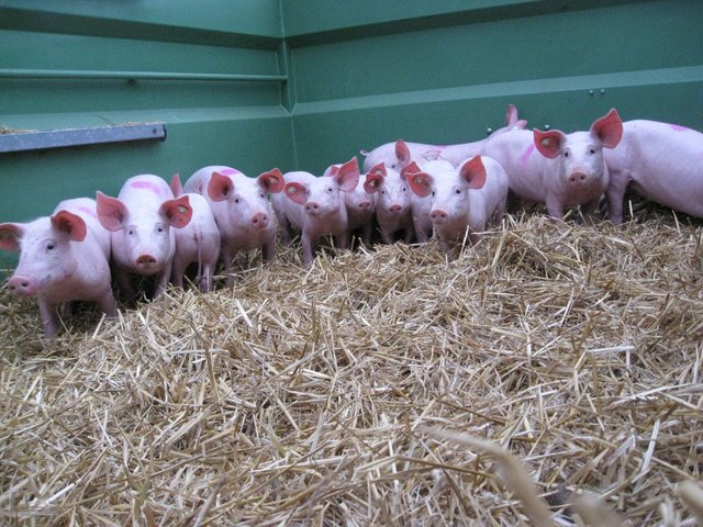 Schwein gehabt...