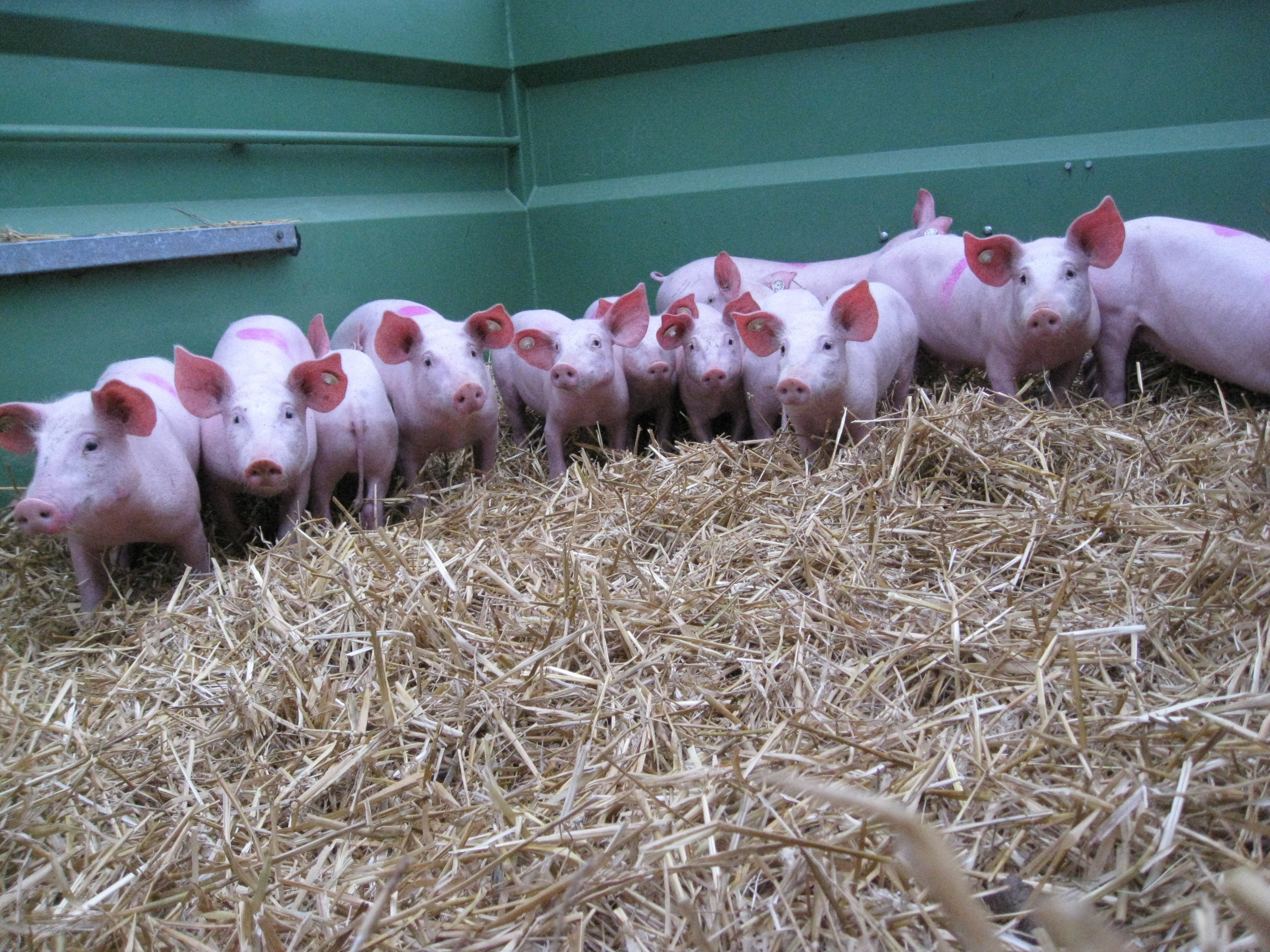 Schwein gehabt...