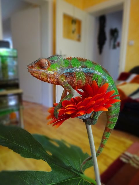 Eigentlich wollte ich meiner Liebsten zum Valentinstag ein Blümlein mitbringen aber irgendwie haben die mich im Blumenladen falsch verstanden. Wie komme ich denn nun hier wieder runter??