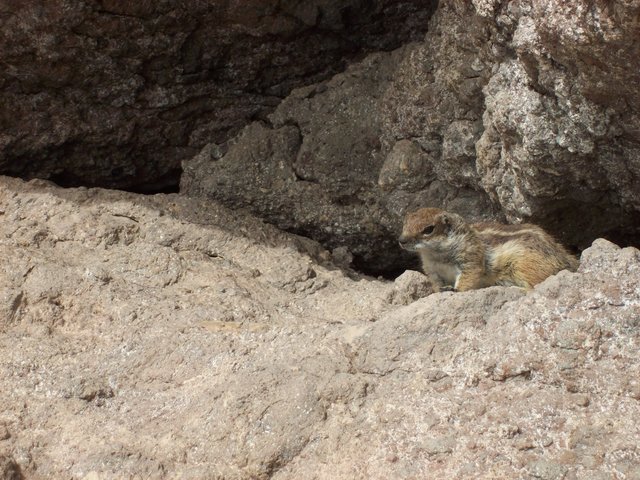 Streifenhörnchen auf Fuerteventura