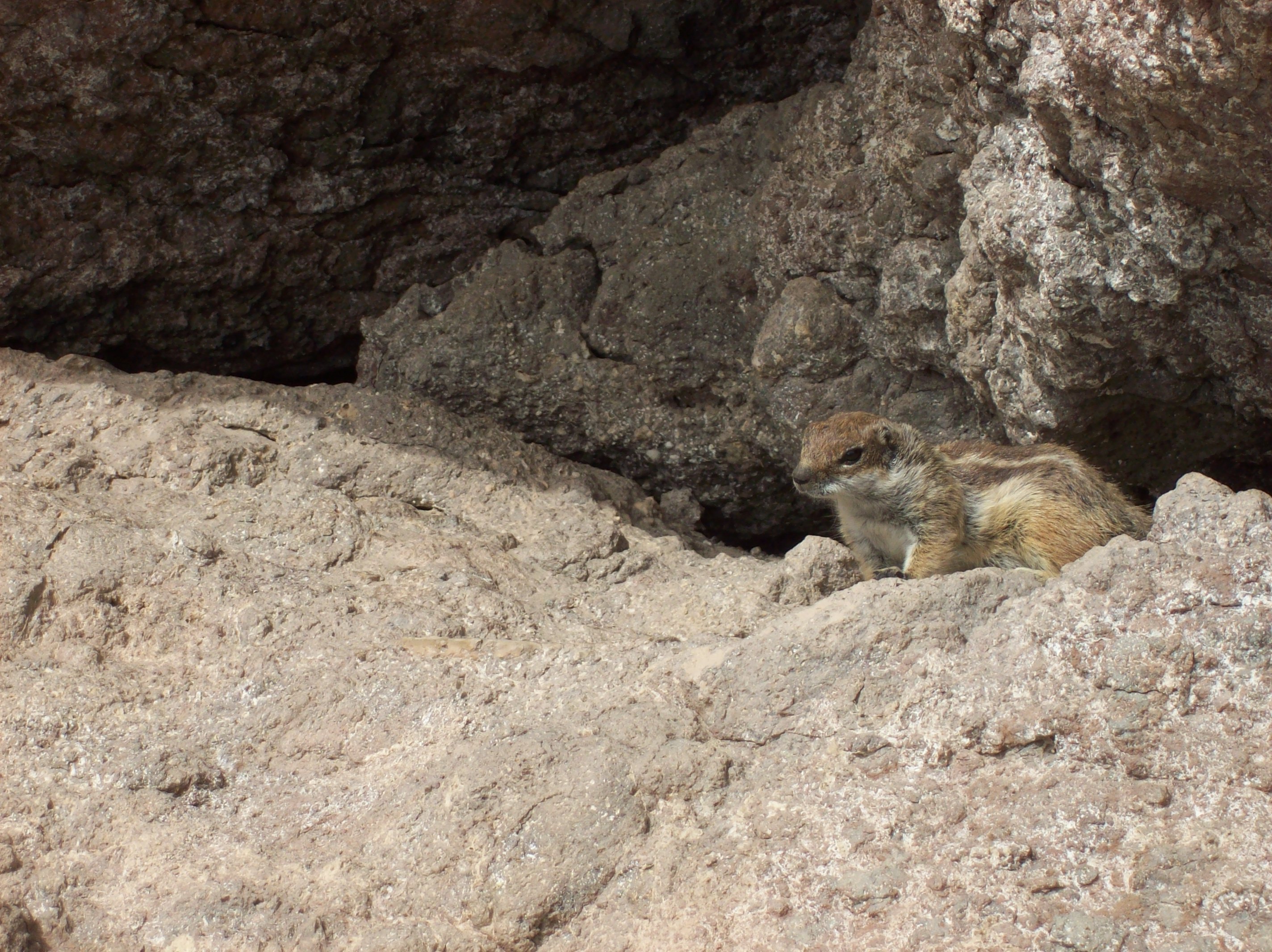 Streifenhörnchen auf Fuerteventura