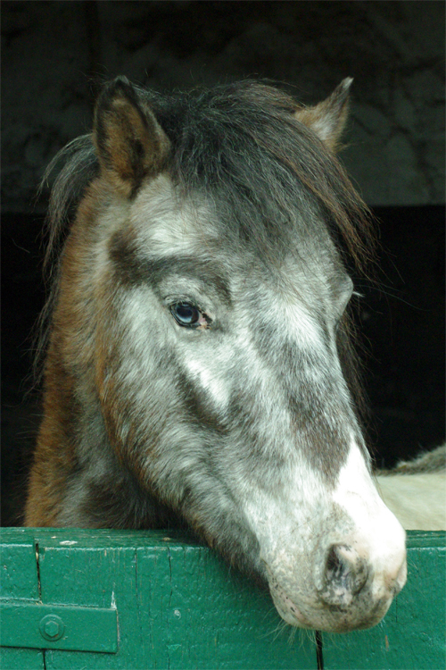 meine blauen augen....