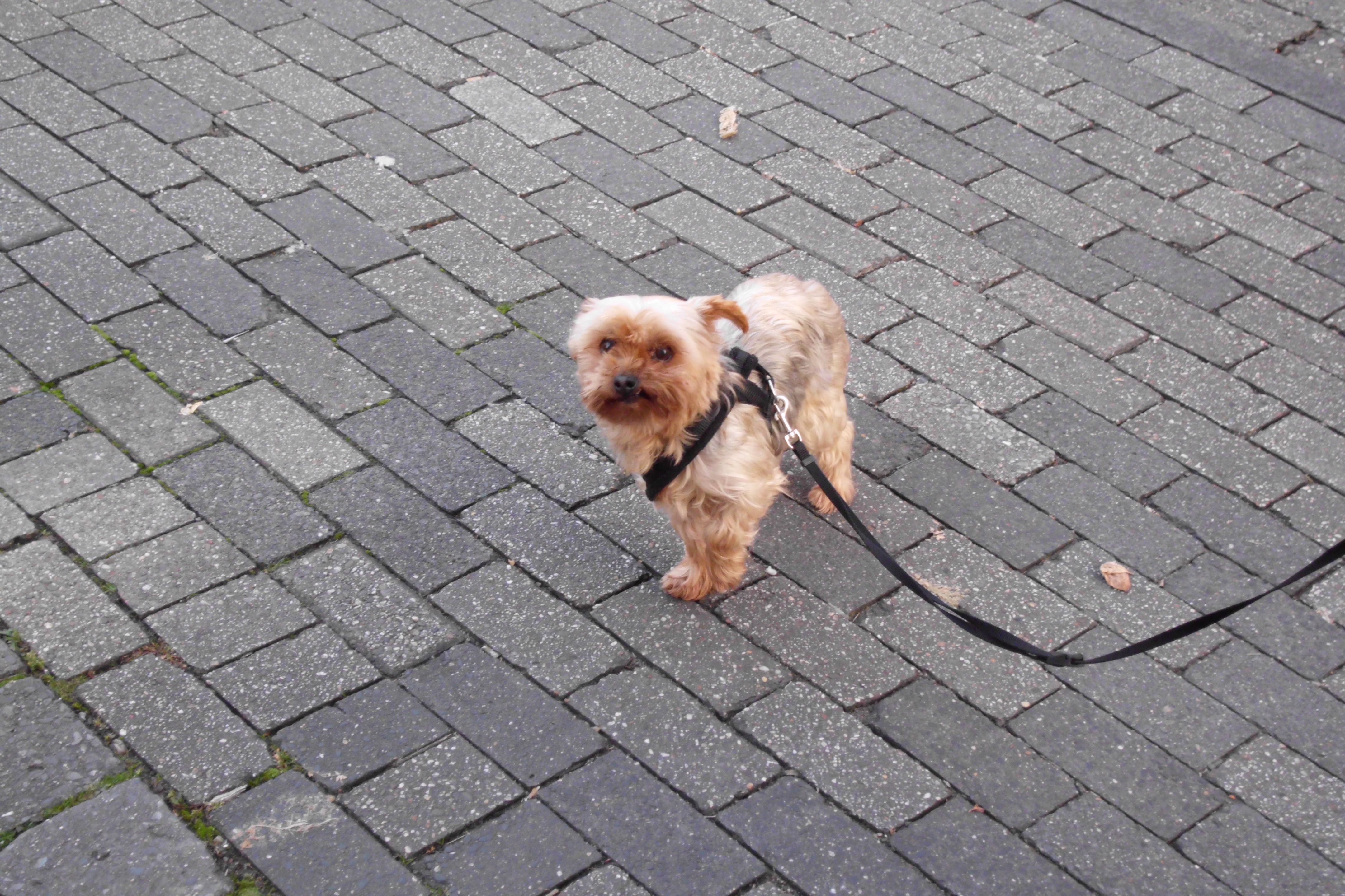 Wenn ich nicht gewinne, wer dann.