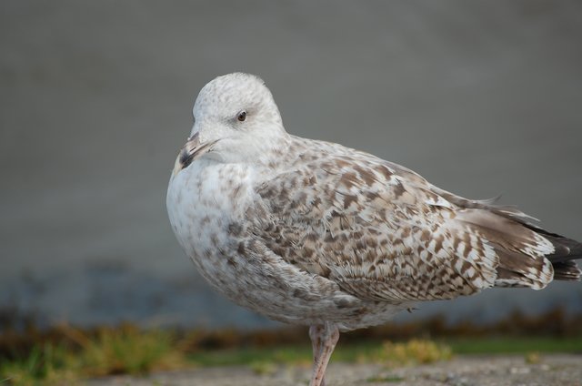 " Möwe in Carolinensiel"