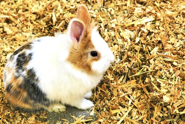 Kaninchen fristet sein Dasein im Tierheim Essen