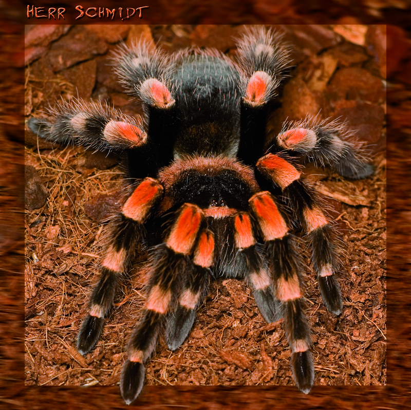 Herr Schmidt