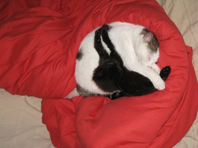 Wie Yin und Yang