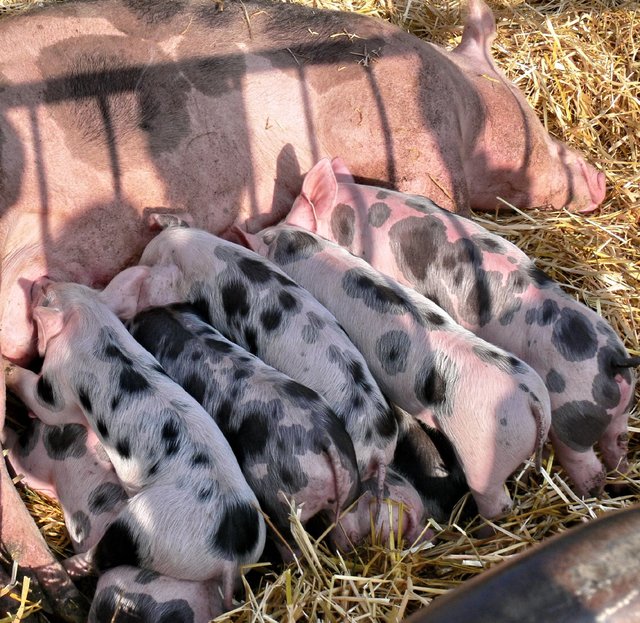 kleine Schweinerei ;-)