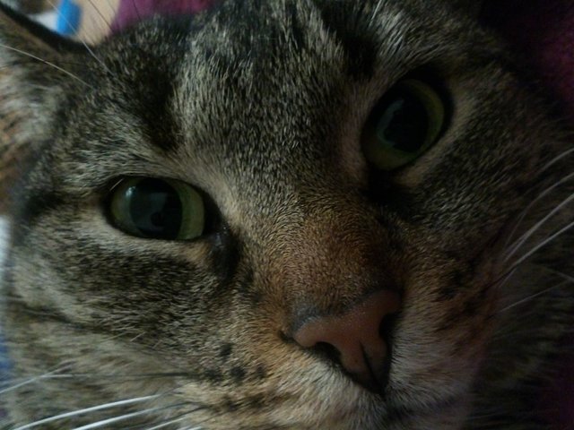 Guck mir in die Augen, Kleiner :-) !!!