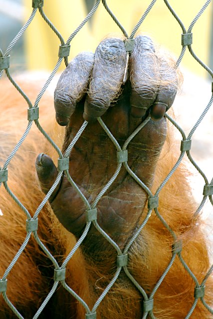 Hinter Gittern