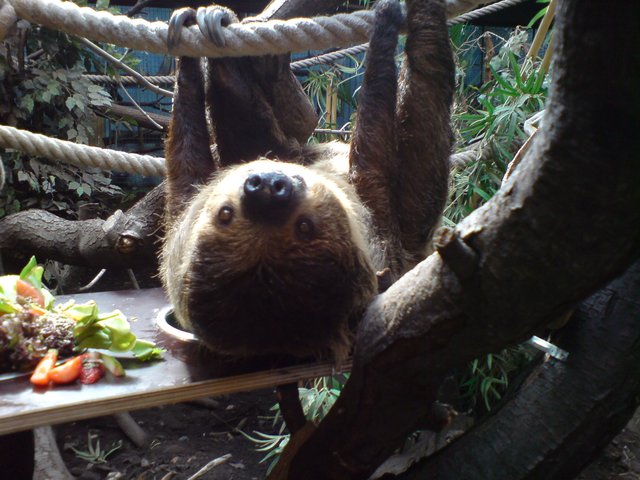 Faultier beim Fressen im Duisburger Zoo