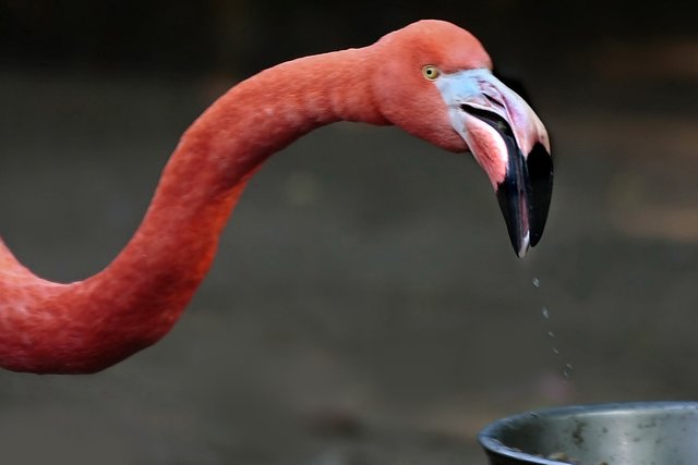 nicht mal beim trinken hat man Ruhe vor den Fotografen...;-)