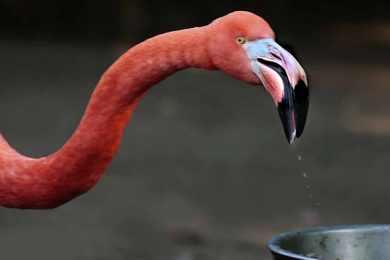 nicht mal beim trinken hat man Ruhe vor den Fotografen...;-)