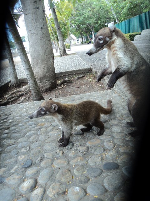 neugierige Possums