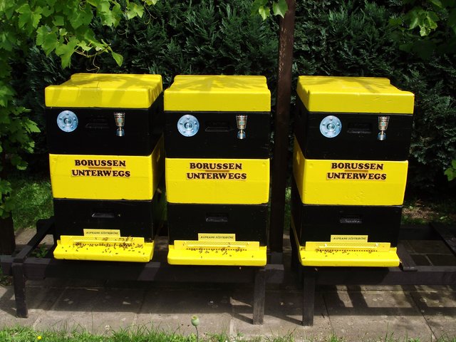 Meisterbienen aus Dorrtmund