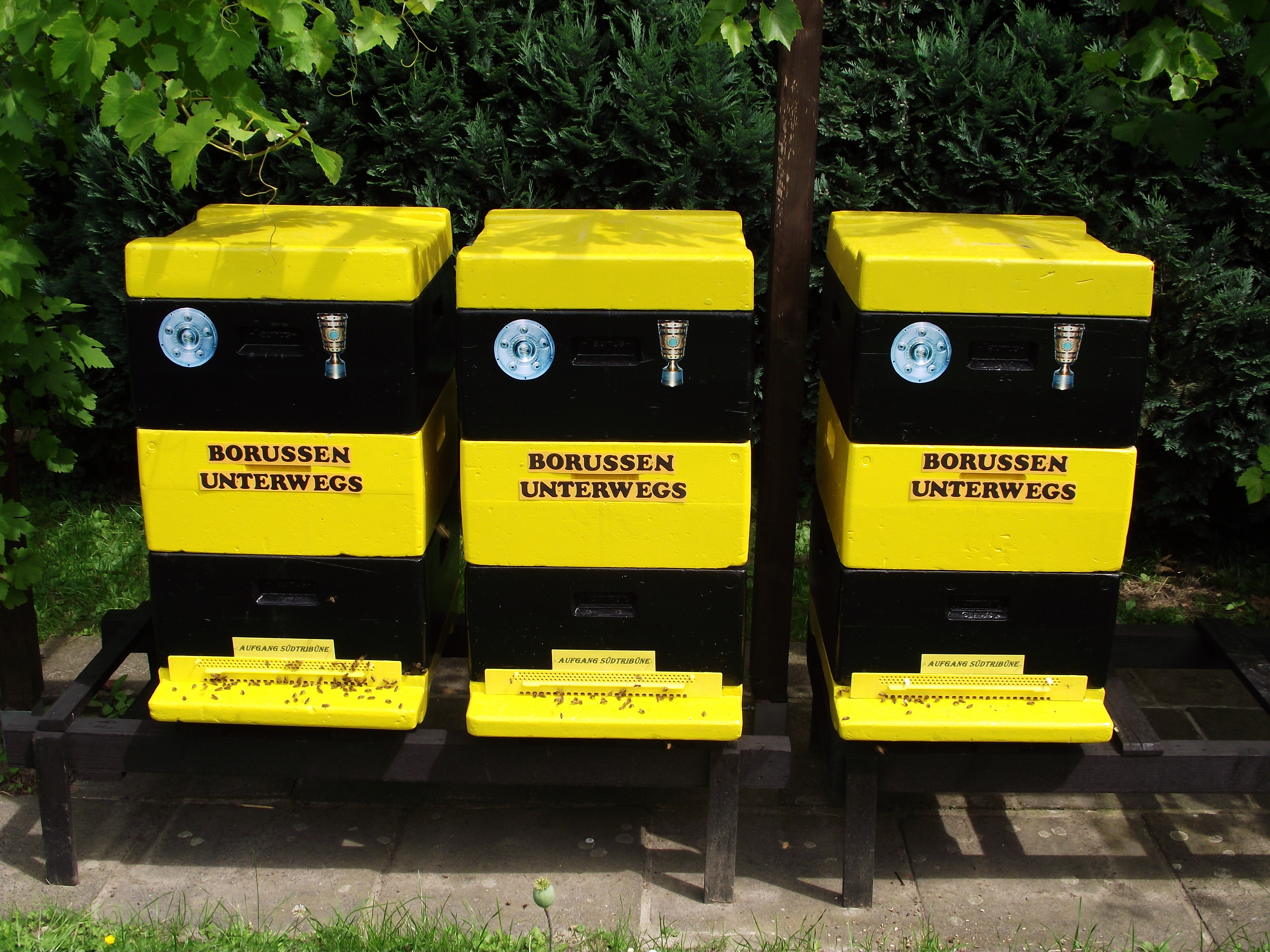 Meisterbienen aus Dorrtmund