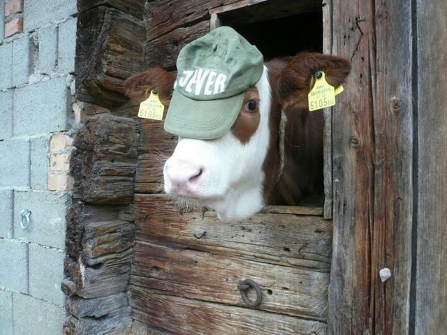 Männer, macht euch erst gar keine Hoffnung, ich gebe trotzdem nur Milch.