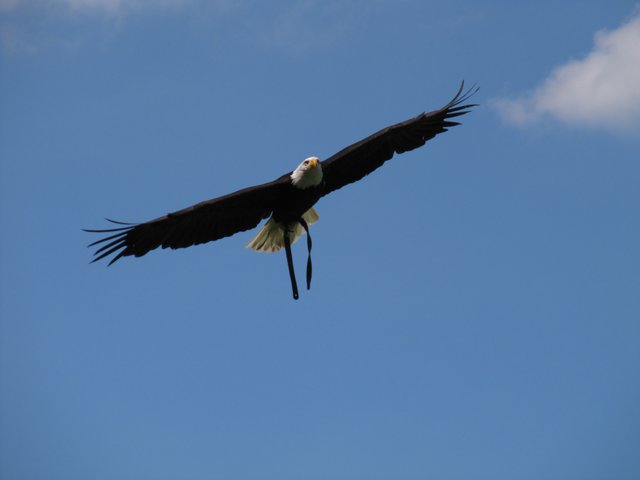 Schnappschuss eines Adlers bei der Wildvogelshow im Wildtierpark Poing (Bayern)