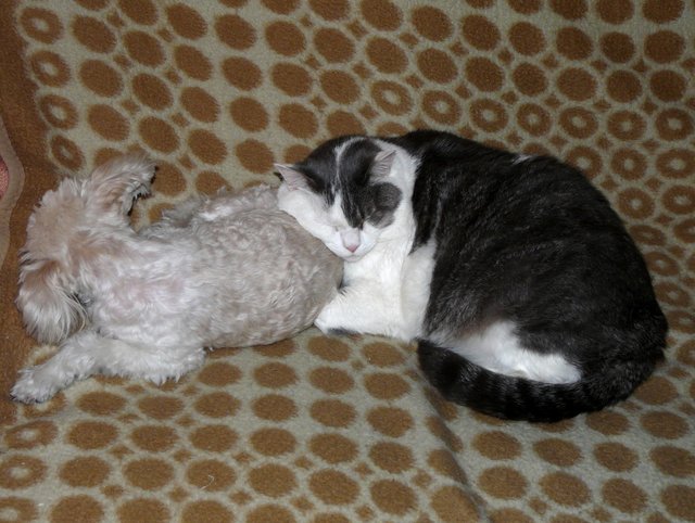 Von wegen wie Hund und Katze! Wir beide kuscheln gerne zusammen.