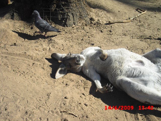Siesta!