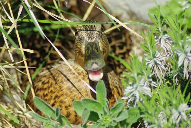 Stockente beim Eier ausbrüten im Krupp Park