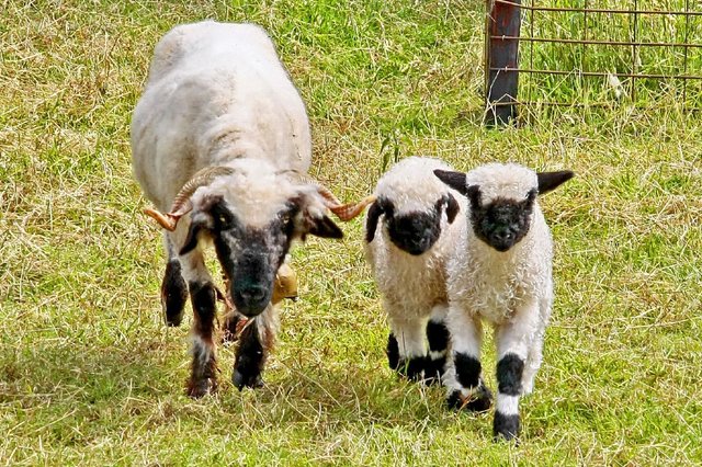 ohne Tritt Marsch...1-2-1-2-1-2....