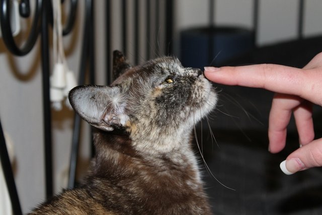 Katze Kia , von meiner Freundin. :)