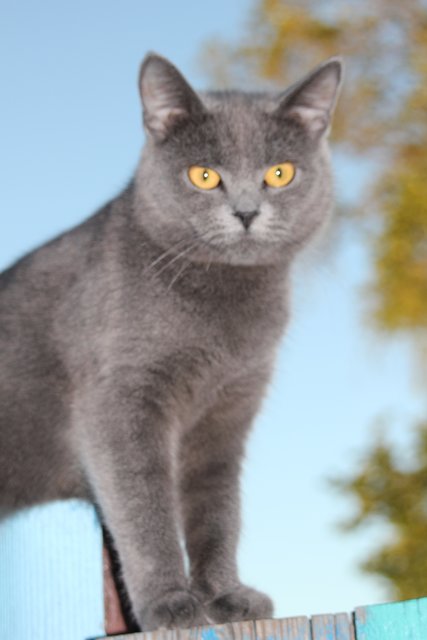 Katze