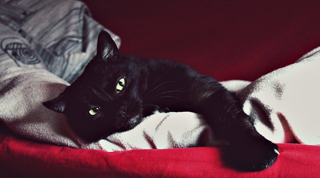 Kater Billy am Chillen, im wohnzimmer :)