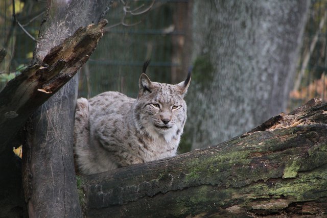 Luchs