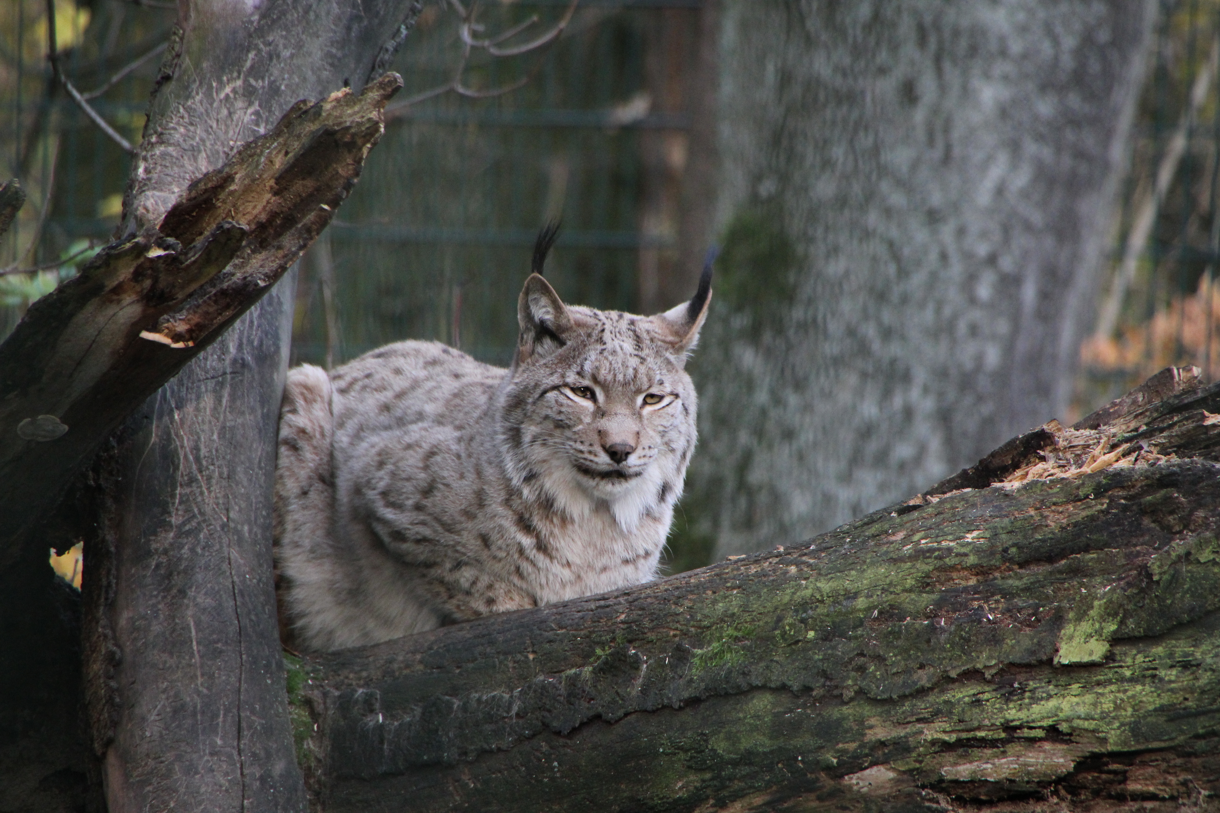 Luchs