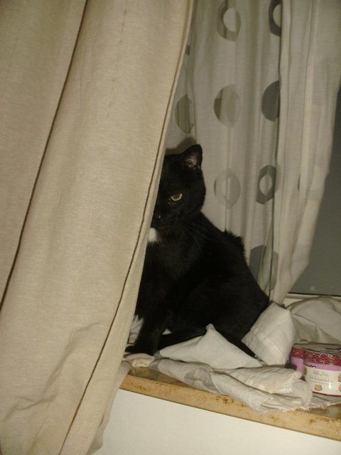 Kater Billy, versteckt auf meiner Fensterbank