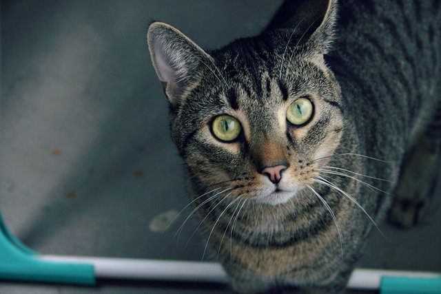 ... ist leider wieder im Tierheim, da er sich mit dem anderen Kater nicht verstanden hatte. Für uns bleib es aber unser "Stuart" , Foto gemacht worden ist im August oder September 2012 auf unserem Balkon :-)