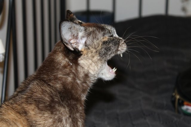 Katze Kia , von meiner Freundin :)