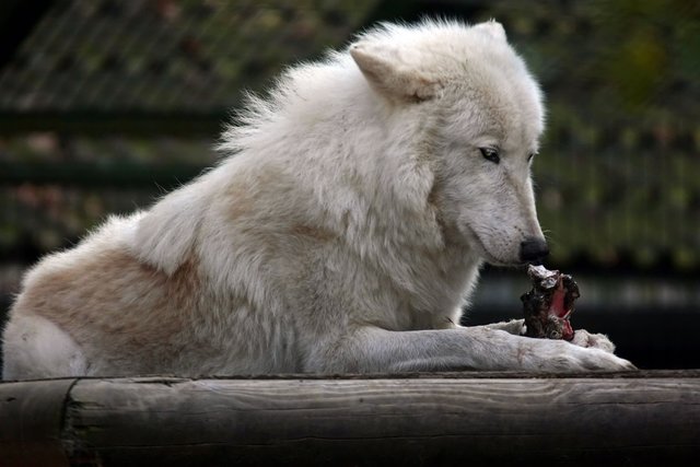 Wolf im Schafspelz ;-)