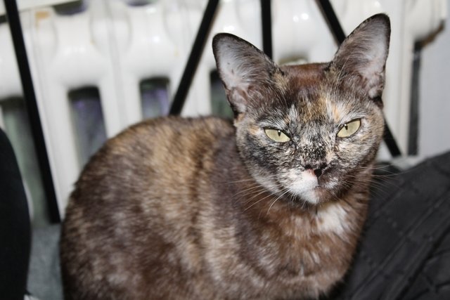 Katze Kia , von meiner Freundin die Katze :)