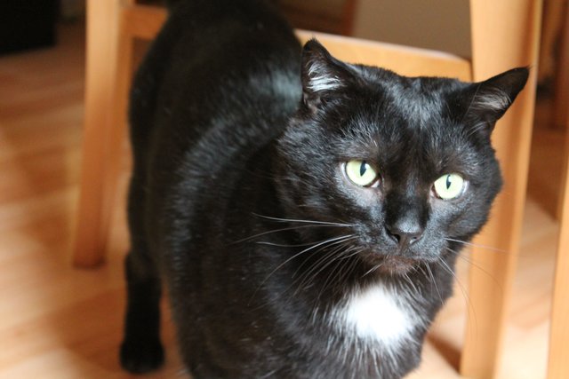 Kater Billy in der Küche :)