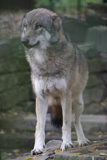 Wolf
