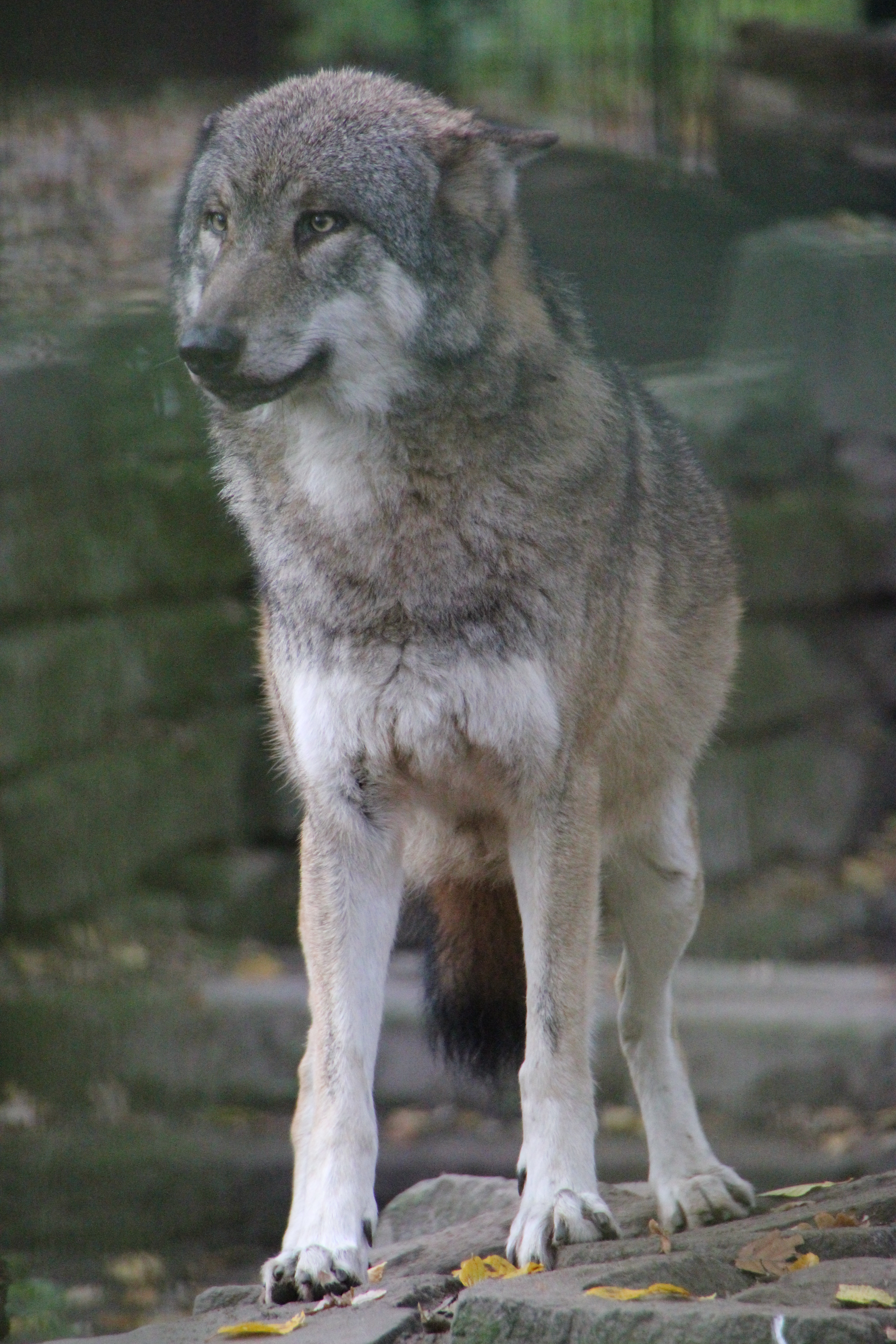 Wolf
