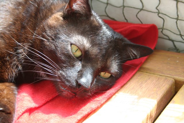 Mein Kater Billy , am chillen auf dem Balkon :)
