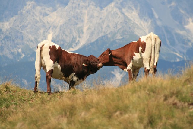 Ein Küsschen unter Kühen