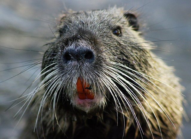Nutria am Abtskücher Teich in Heiligenhaus