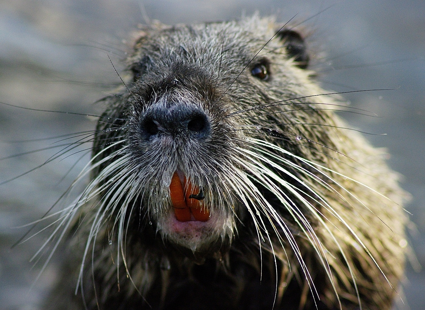 Nutria am Abtskücher Teich in Heiligenhaus