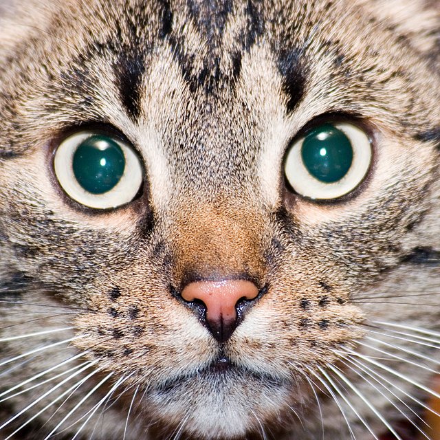 Kater