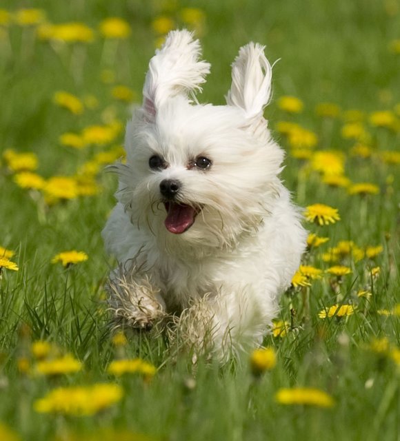 ich bin ganz Ohr, auch beim Toben!