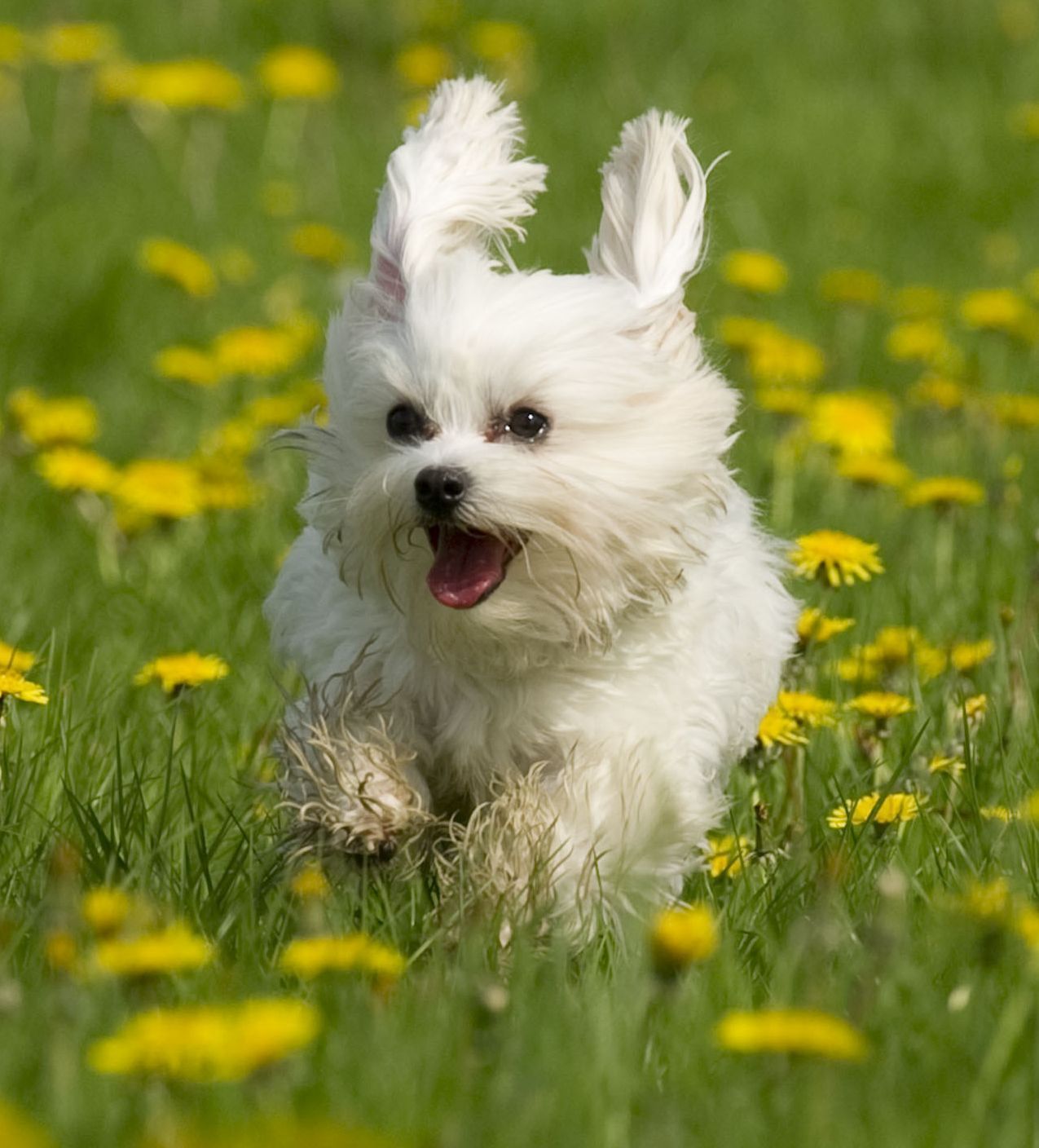 ich bin ganz Ohr, auch beim Toben!